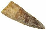 Fossil Spinosaurus Tooth - Real Dinosaur Tooth #326272-1